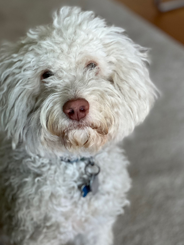 Lagotto, Therapiehund Autismus Unterstützungstherapie